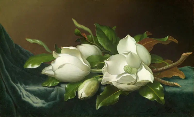 Magnolias on light blue velvet cloth, oil on canvas by Martin Johnson Heade