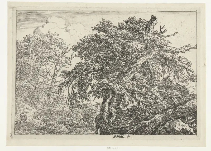 Etching by Jacob Isaacksz van Ruisdael depicting a beech tree in a forest