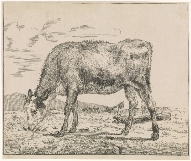 Calf in a pasture, etching by Adriaen van de Velde
