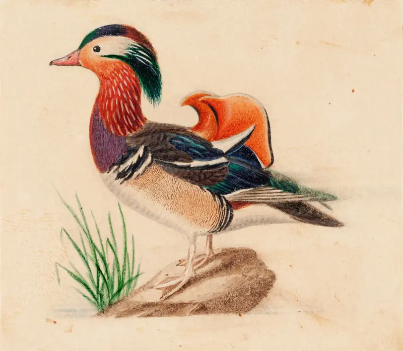 A vibrant depiction of a male Mandarin duck by Ferdinand von Wright.