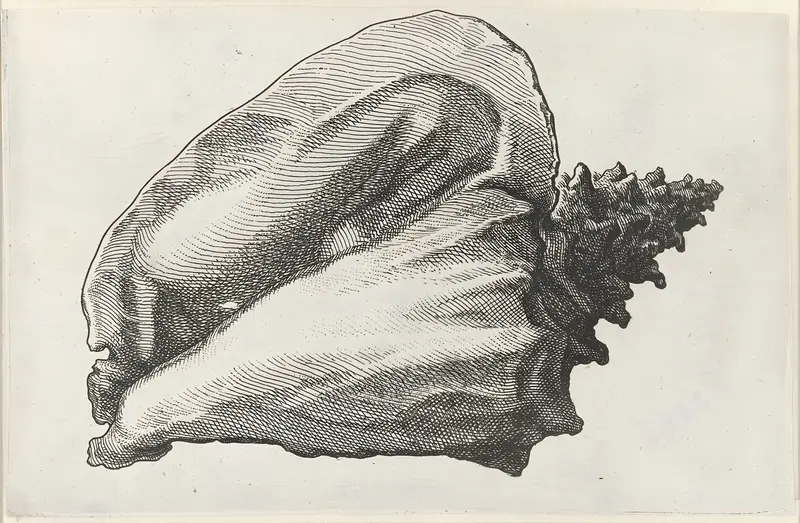 A detailed etching of a pink conch shell by Wenceslaus Hollar.