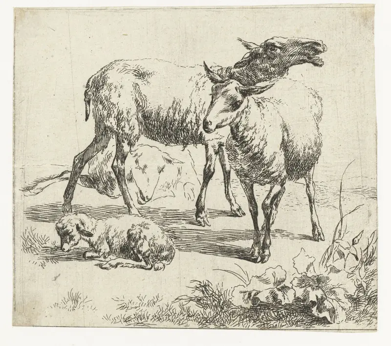 Etching by Nicolaes Pietersz Berchem depicting a bleating sheep among two sheep and a lamb