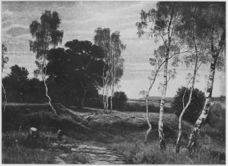 Birch trunks leaning and twisting in a serene landscape with shadowy undergrowth and sunlit fields.