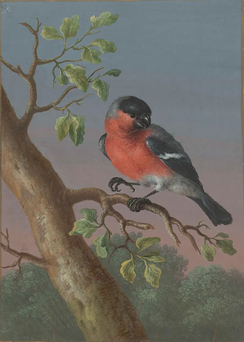 Eurasian Bullfinch by Barbara Regina Dietzsch, watercolor on paper