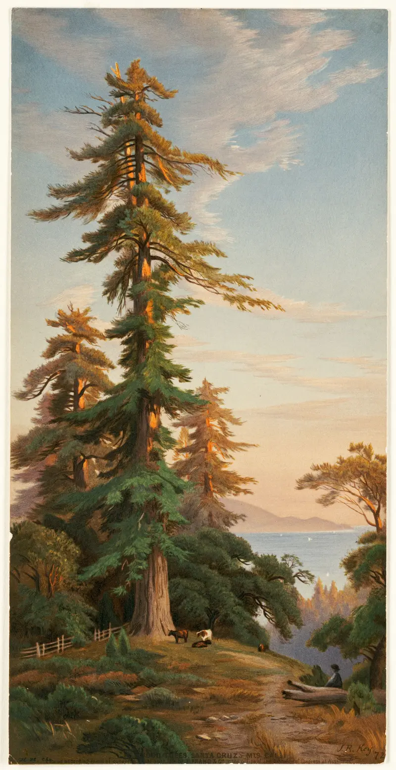 Redwood Trees, Santa Cruz Mts., Cal by John Ross Key, oil painting depicting towering redwoods in a forest
