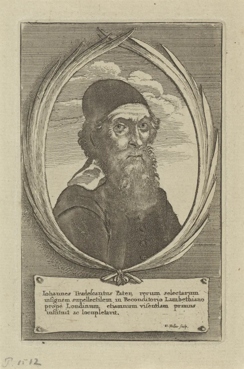 Portrait of John Tradescant de Oude, etching by Wenceslaus Hollar
