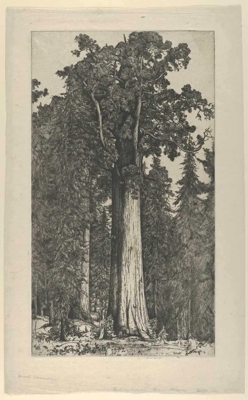 Engraving by Ernest Haskell depicting General Sherman, a majestic tree in a natural setting.