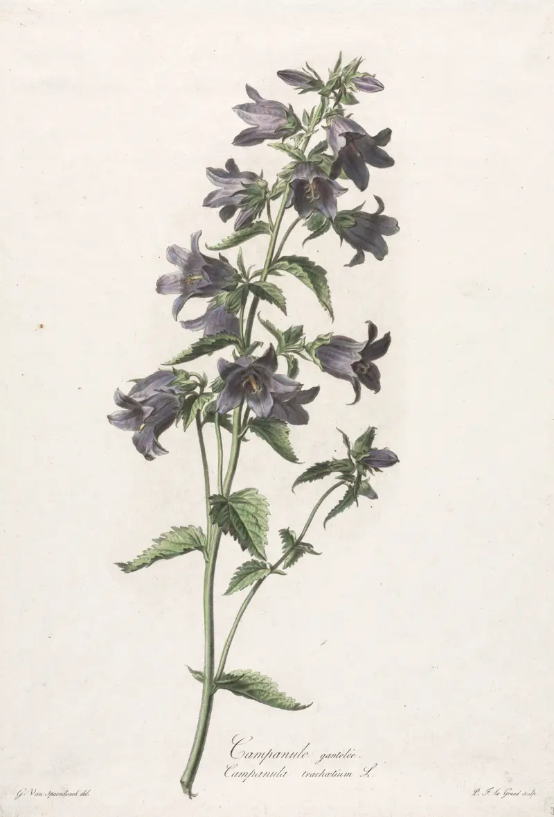 Campanule gantelée (Flores dibujadas de acuerdo a la naturaleza) by Gerard van Spaendonck