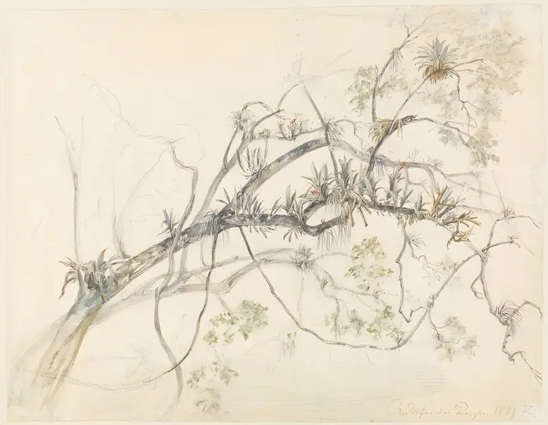 Ferdinand Keller's painting showcases lush vegetation along the Parahyba River.