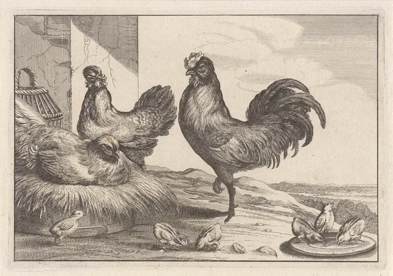 Etching of chickens with soft feathers by Unknown Artist
