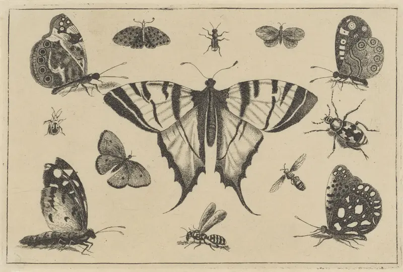 Etching by Wenceslaus Hollar depicting butterflies and insects