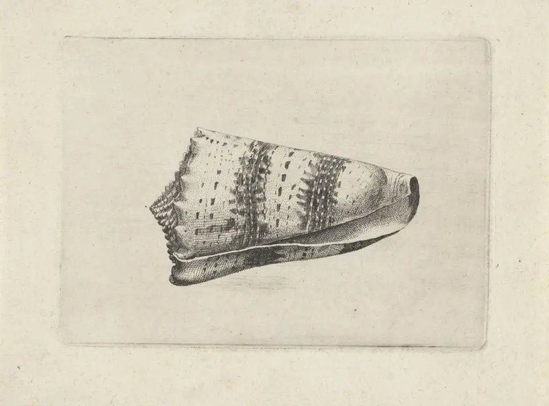 Etching by Wenceslaus Hollar depicting a conus imperialis shell with intricate details.
