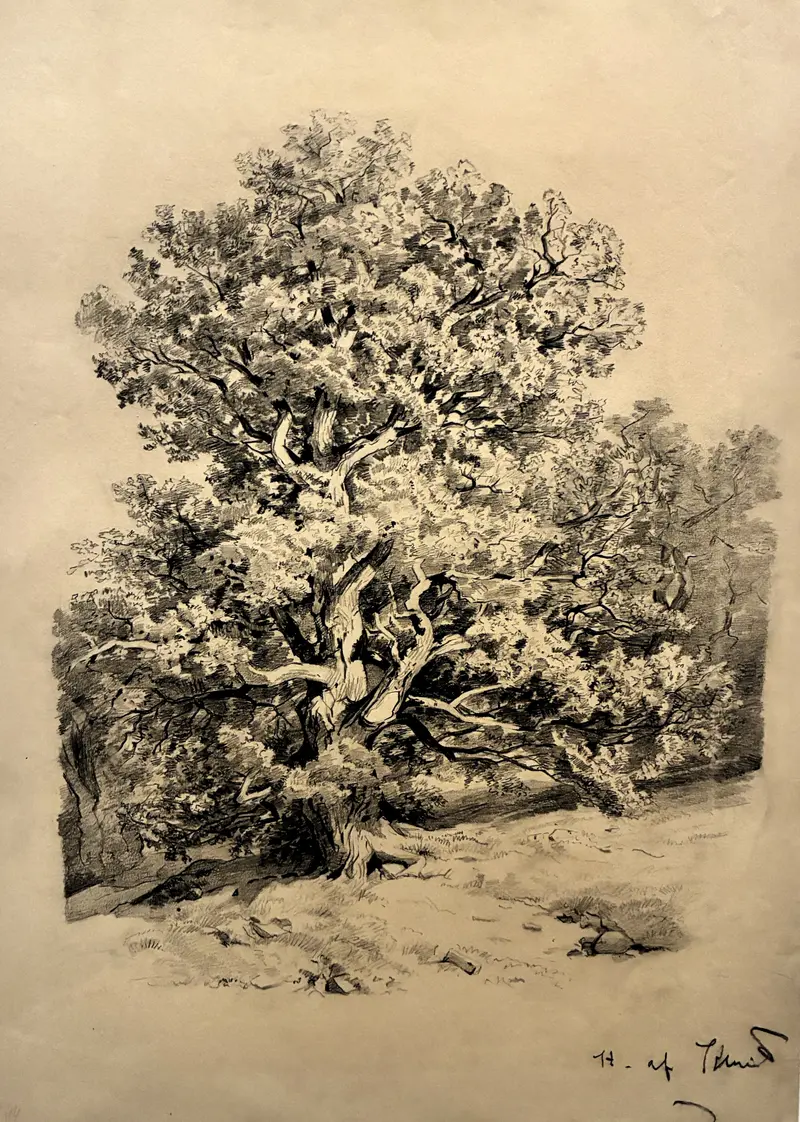 A detailed pencil drawing of a gnarled tree with a twisting trunk and energetic leaf marks against a gentle background.