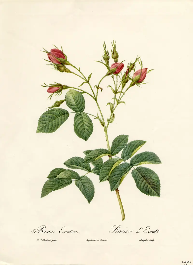 A detailed botanical illustration of Rosa Evratina, showcasing delicate rosebuds and leaves with precision.