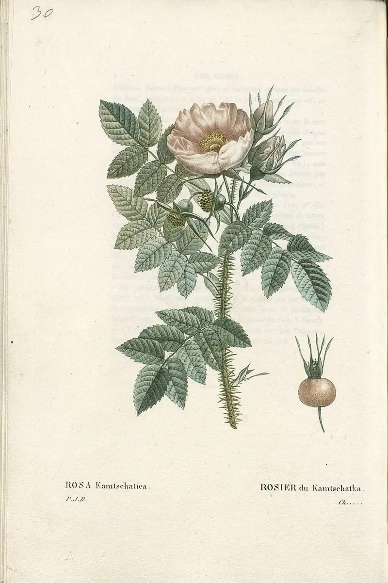 A pale rose with unfurling petals and serrated green leaves, depicted with meticulous detail.