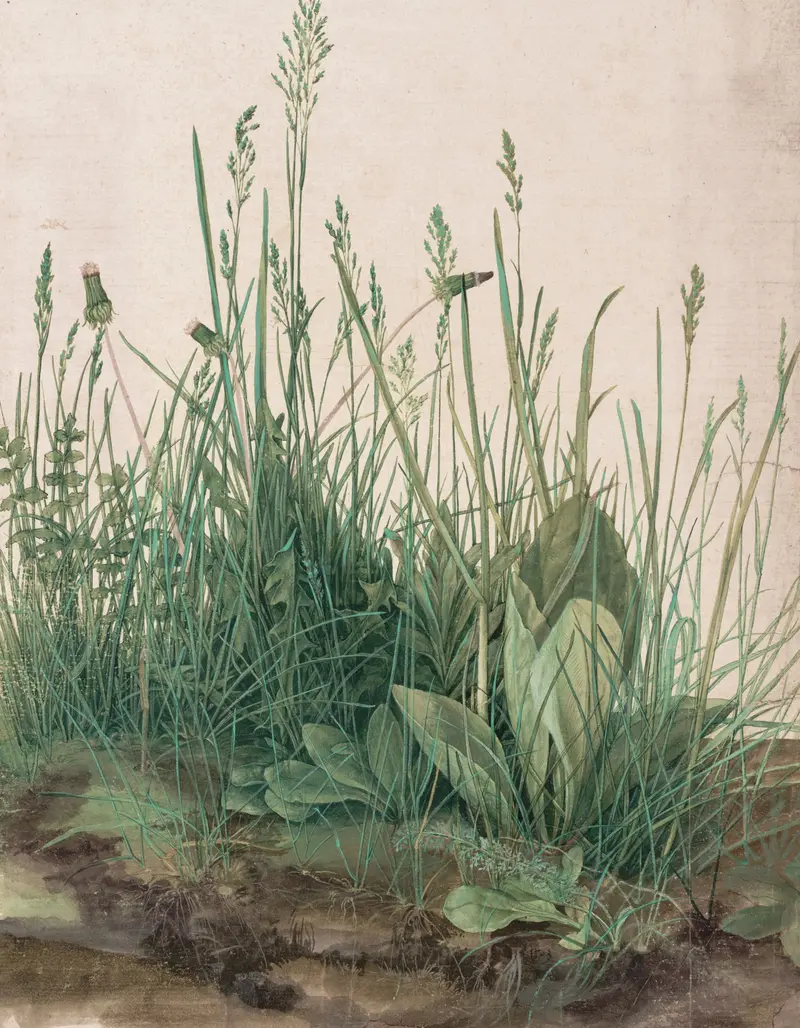 大きな芝草
